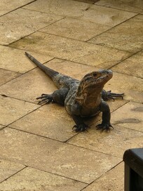 We made some friends.