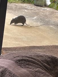 Quenda- careful, don’t move, or it disappears so quickly into the bysh