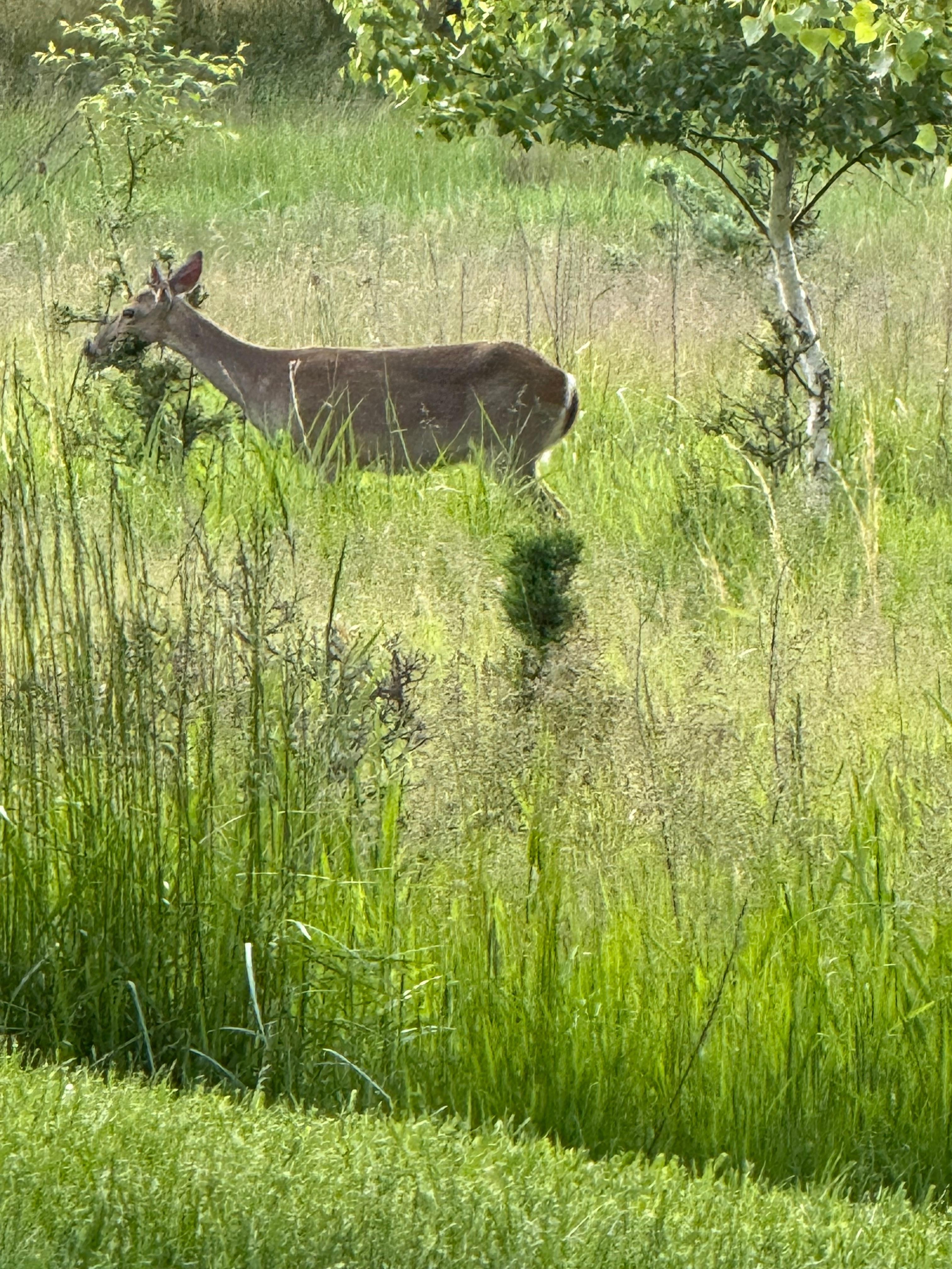 Deer watching outside the back sliding door! 