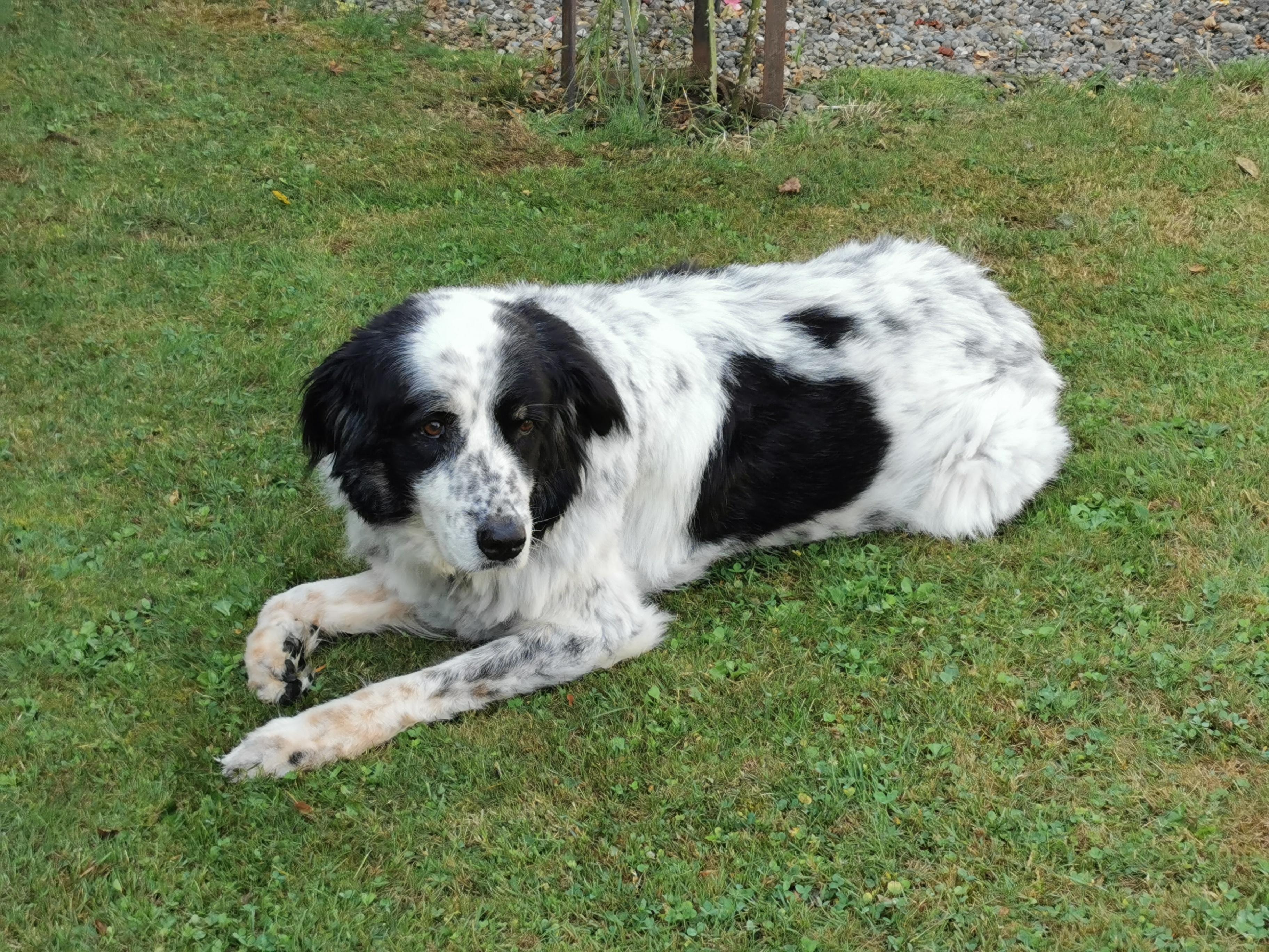 Das ist unsere Zoey sie hat sich hier auch sehr wohlgefühl. 