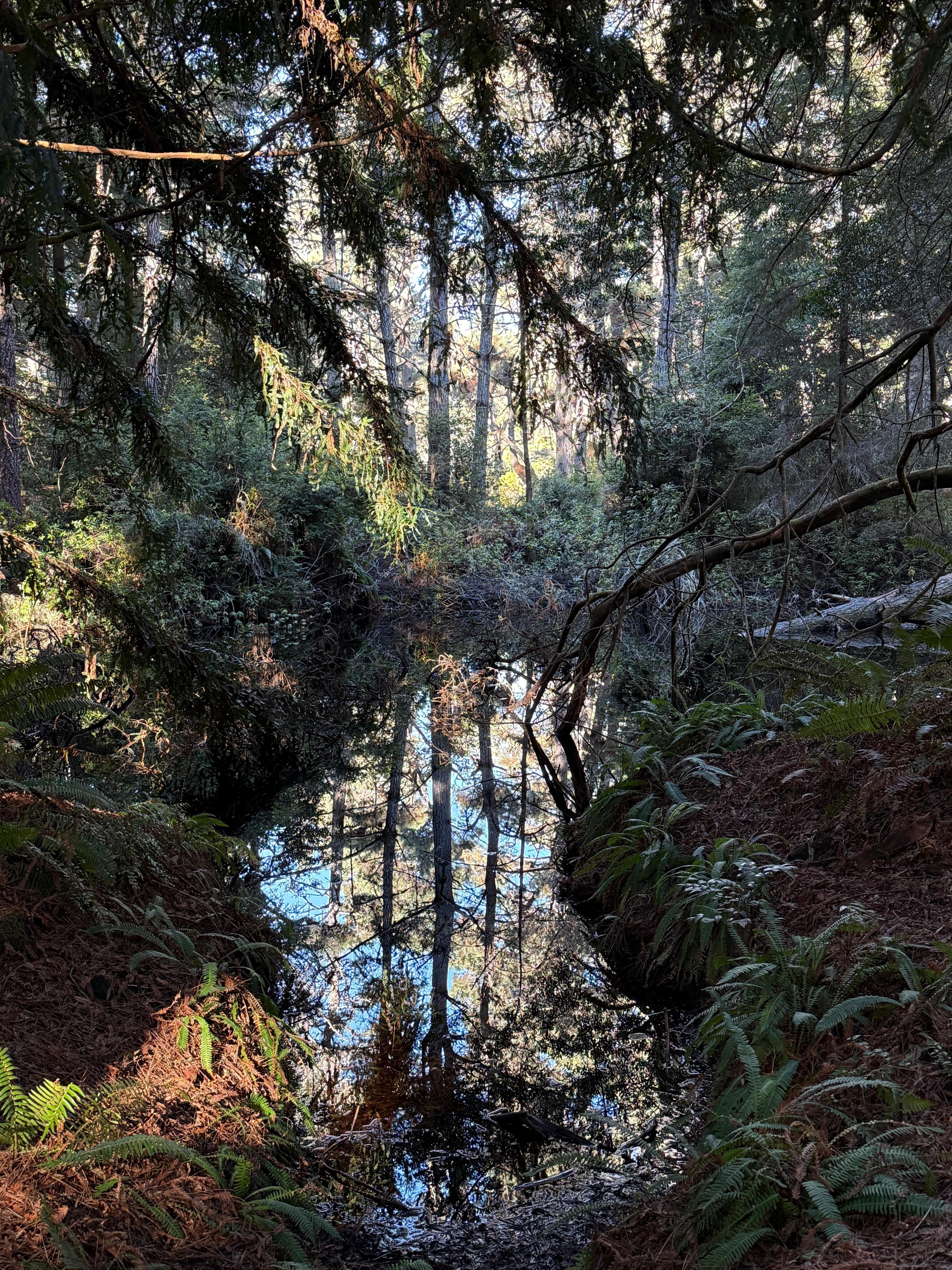 Nature Preserve at property