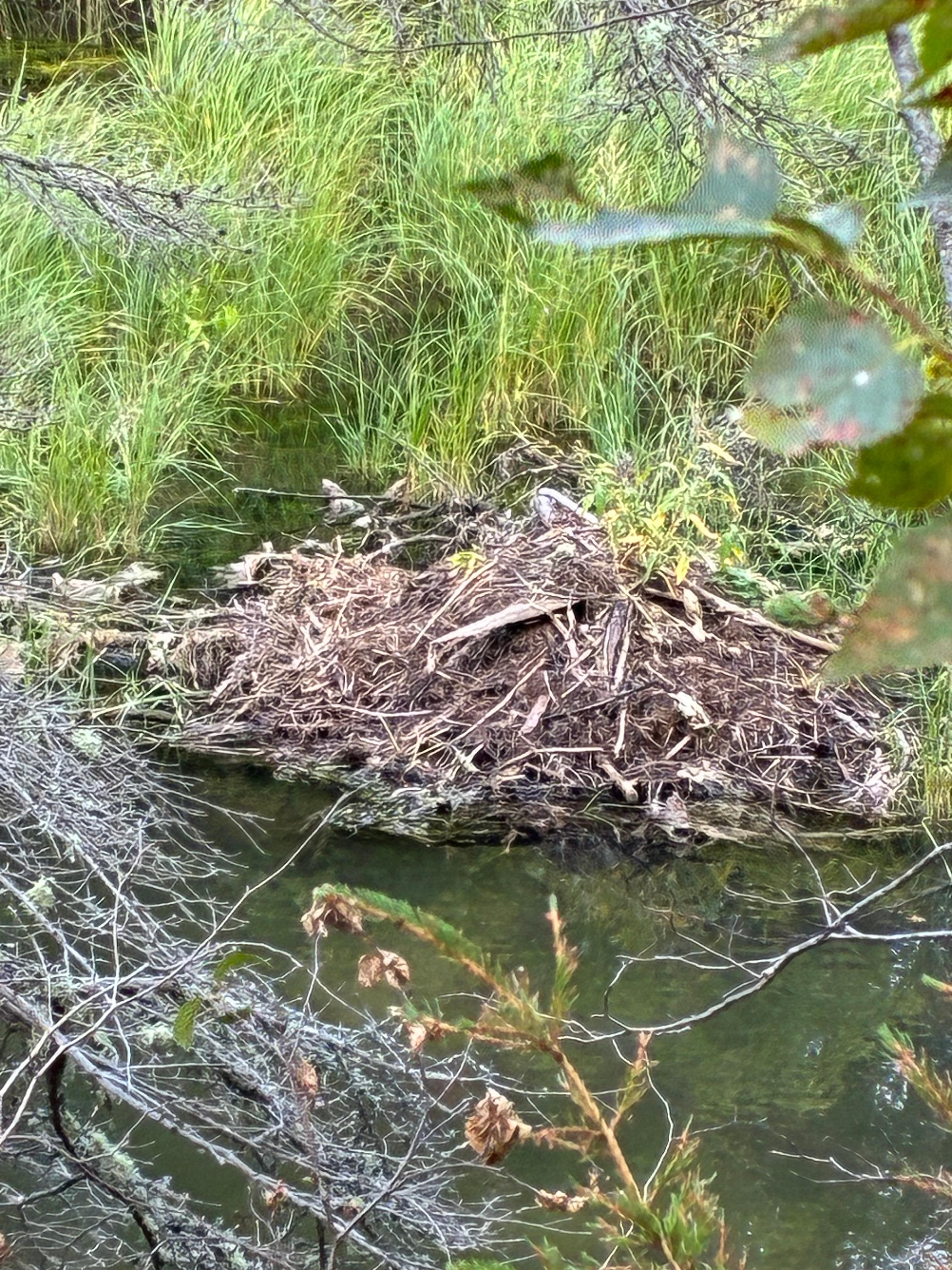 Beaver dam along the trail
