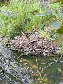 Beaver dam along the trail