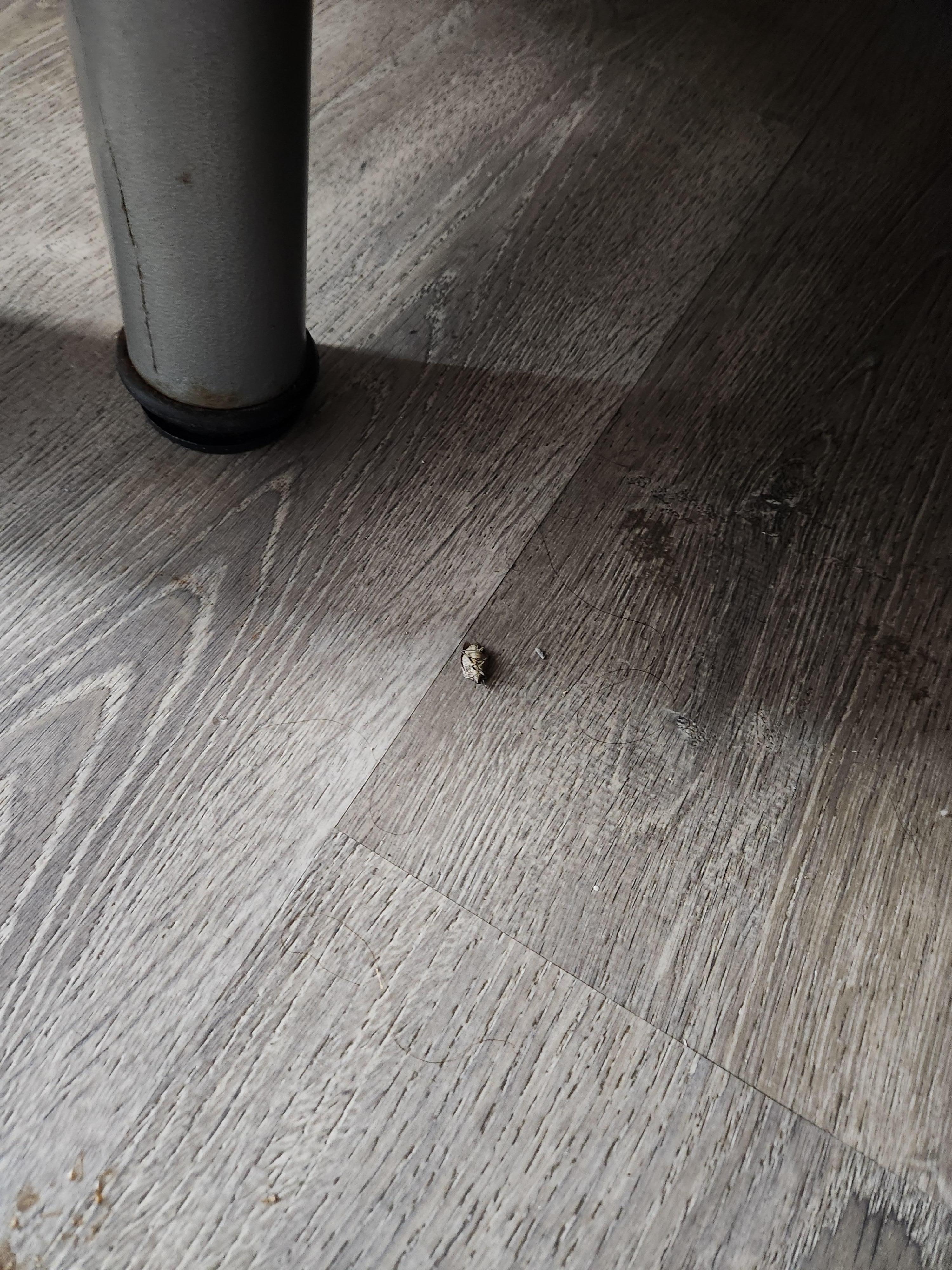 Dead insect/bug near bed.