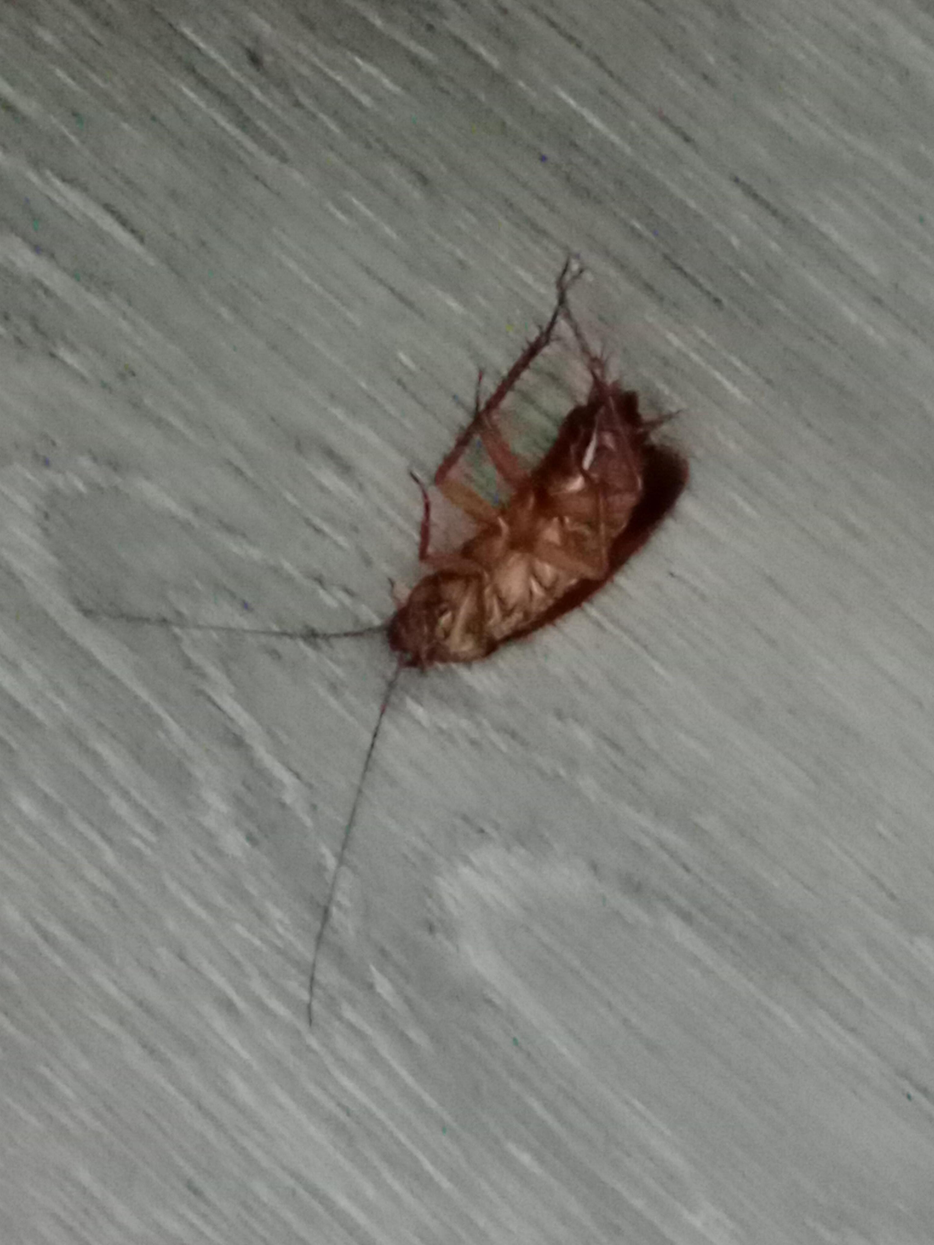 Woke up to this crawling and I killed it