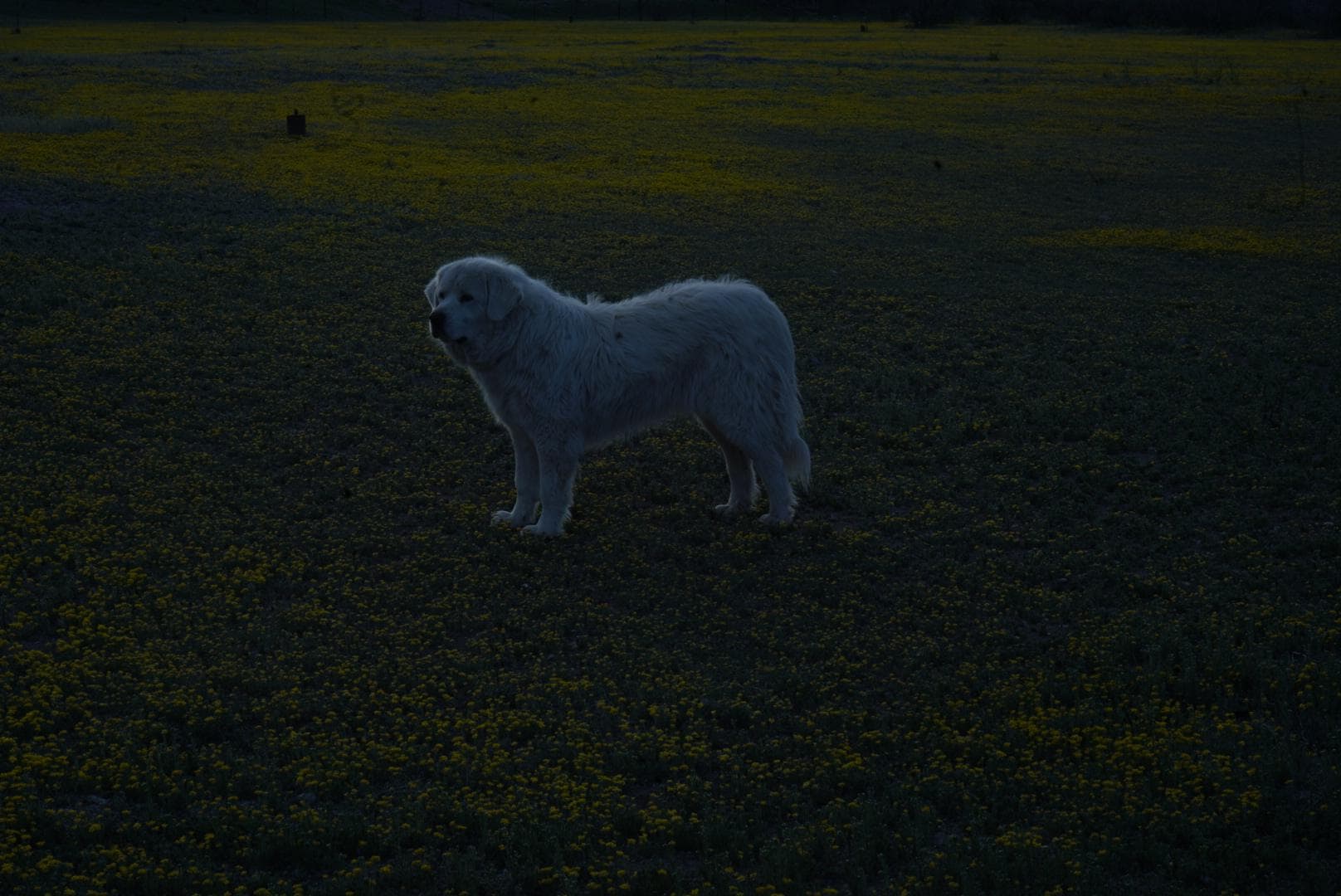 The sweetest dog in the world standing in the middle of a field