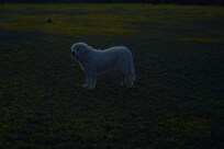 The sweetest dog in the world standing in the middle of a field