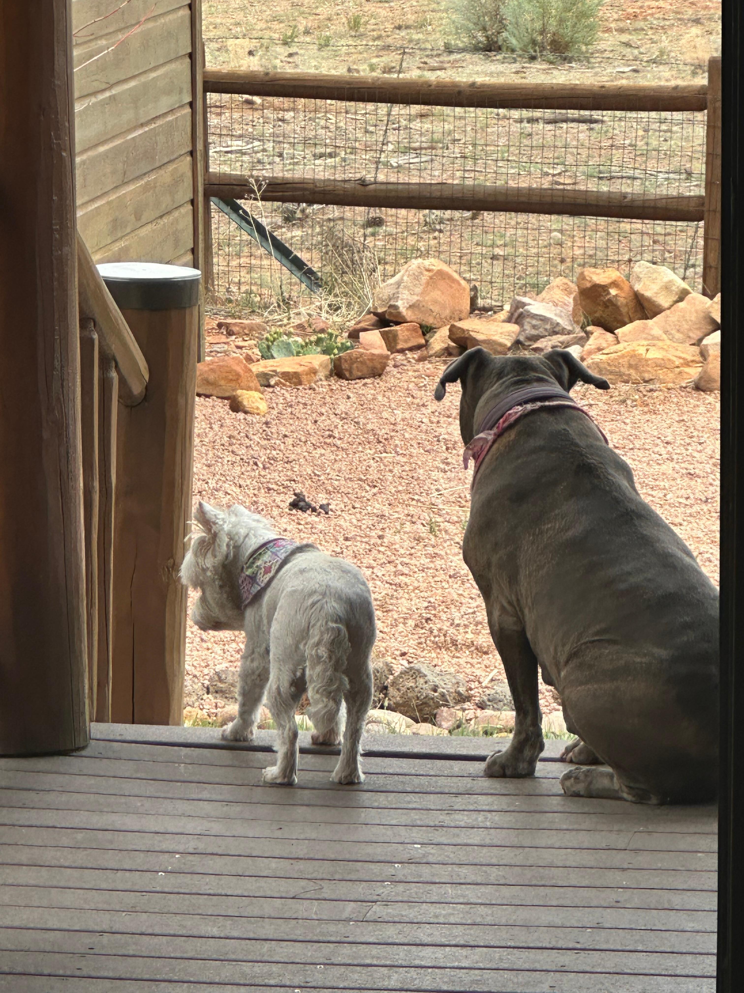 Molly and Franny enjoying the views. 