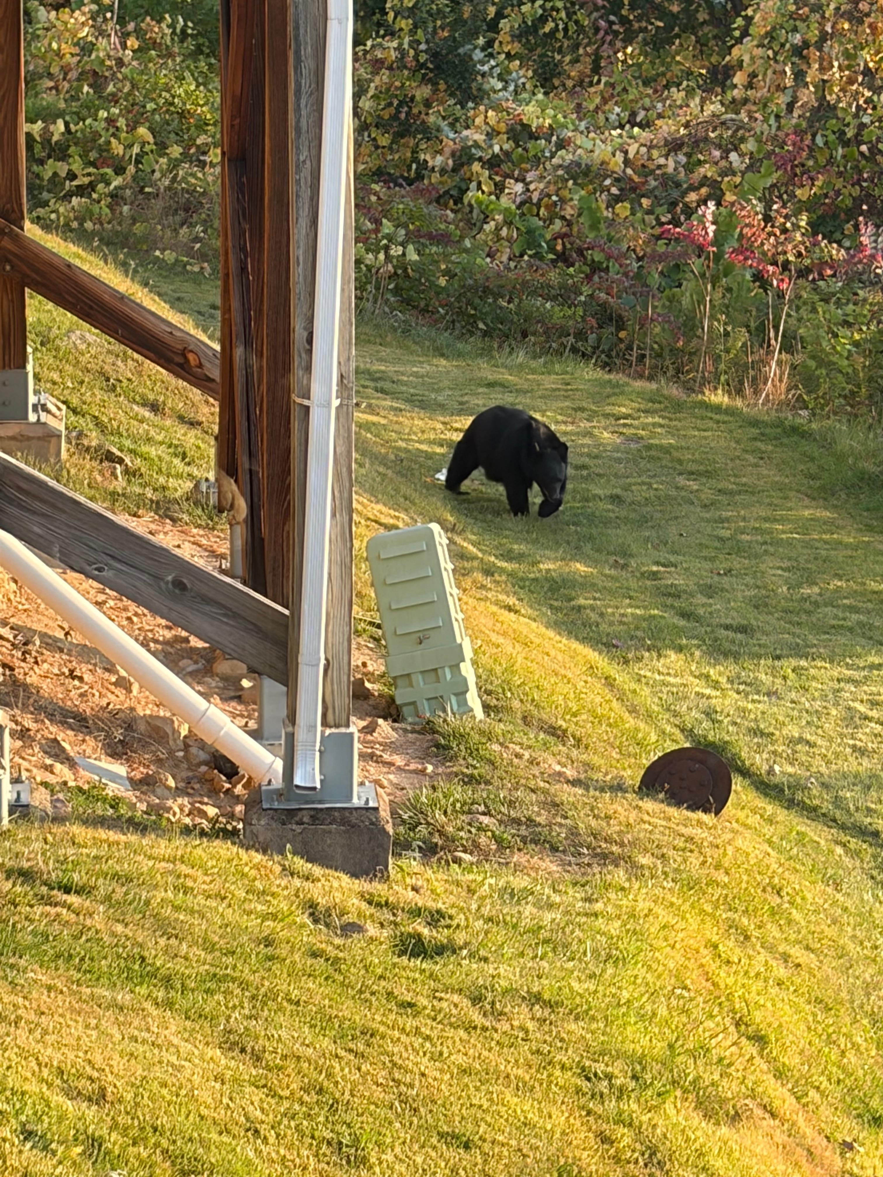 Bear from the side window