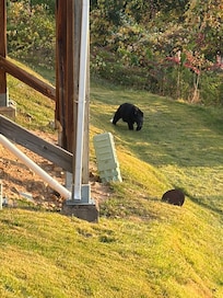 Bear from the side window