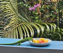 Un gecko qui ne mange pas que des moustiques!