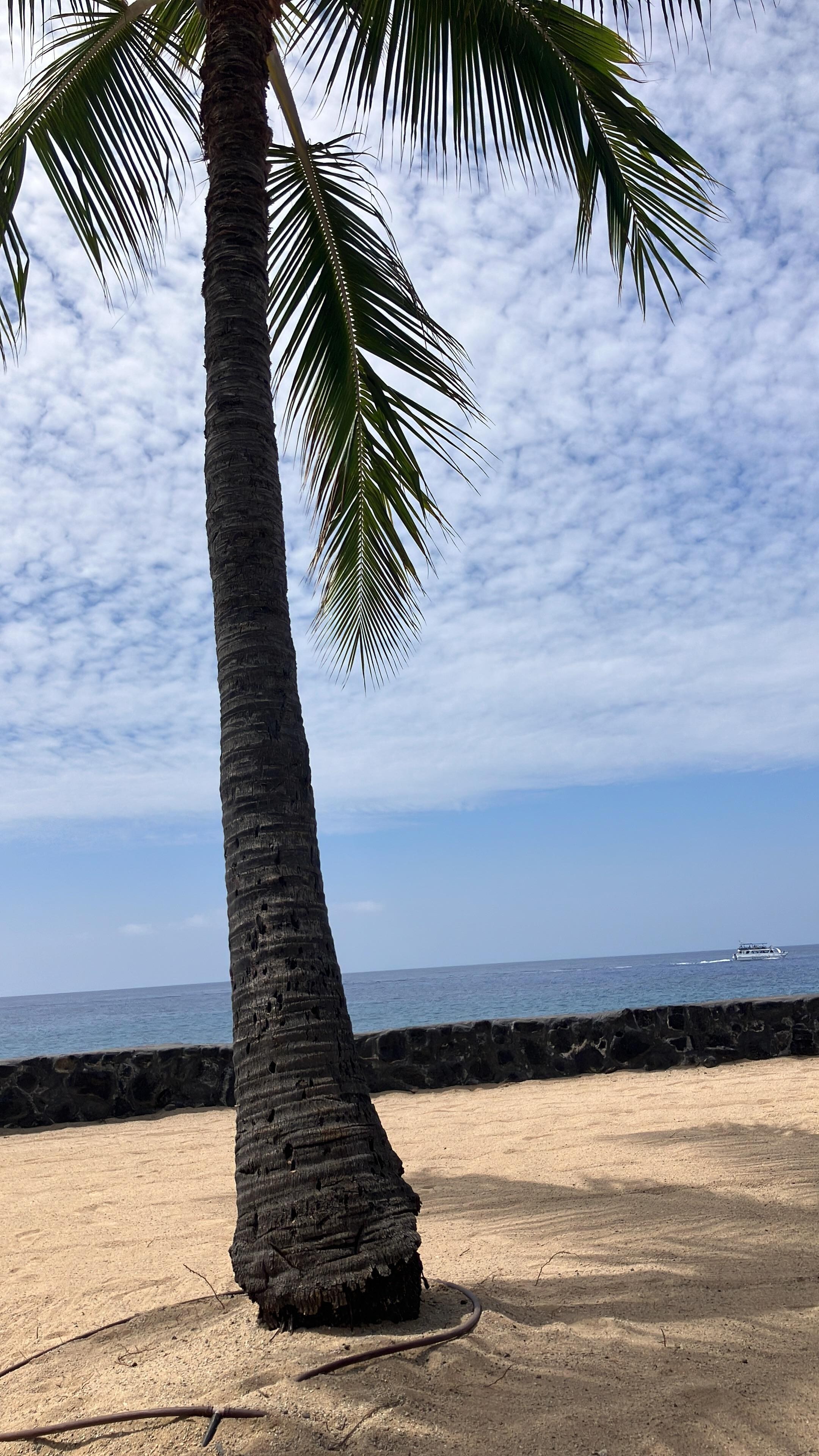 Palm trees in the beach area 