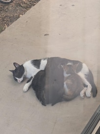 Super cute cats living in the garden