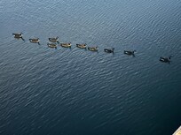 Ducks in a row