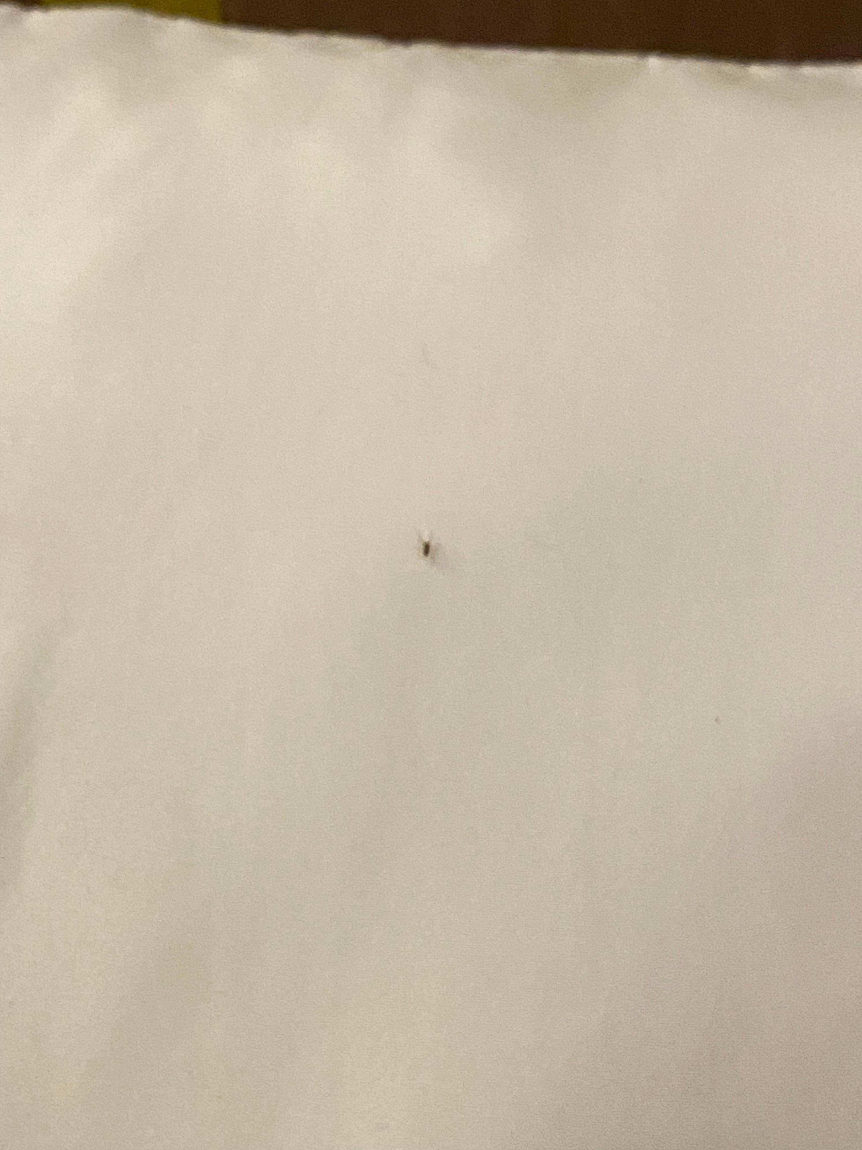 Little bug on my pillow 