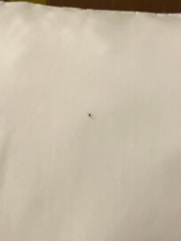 Little bug on my pillow