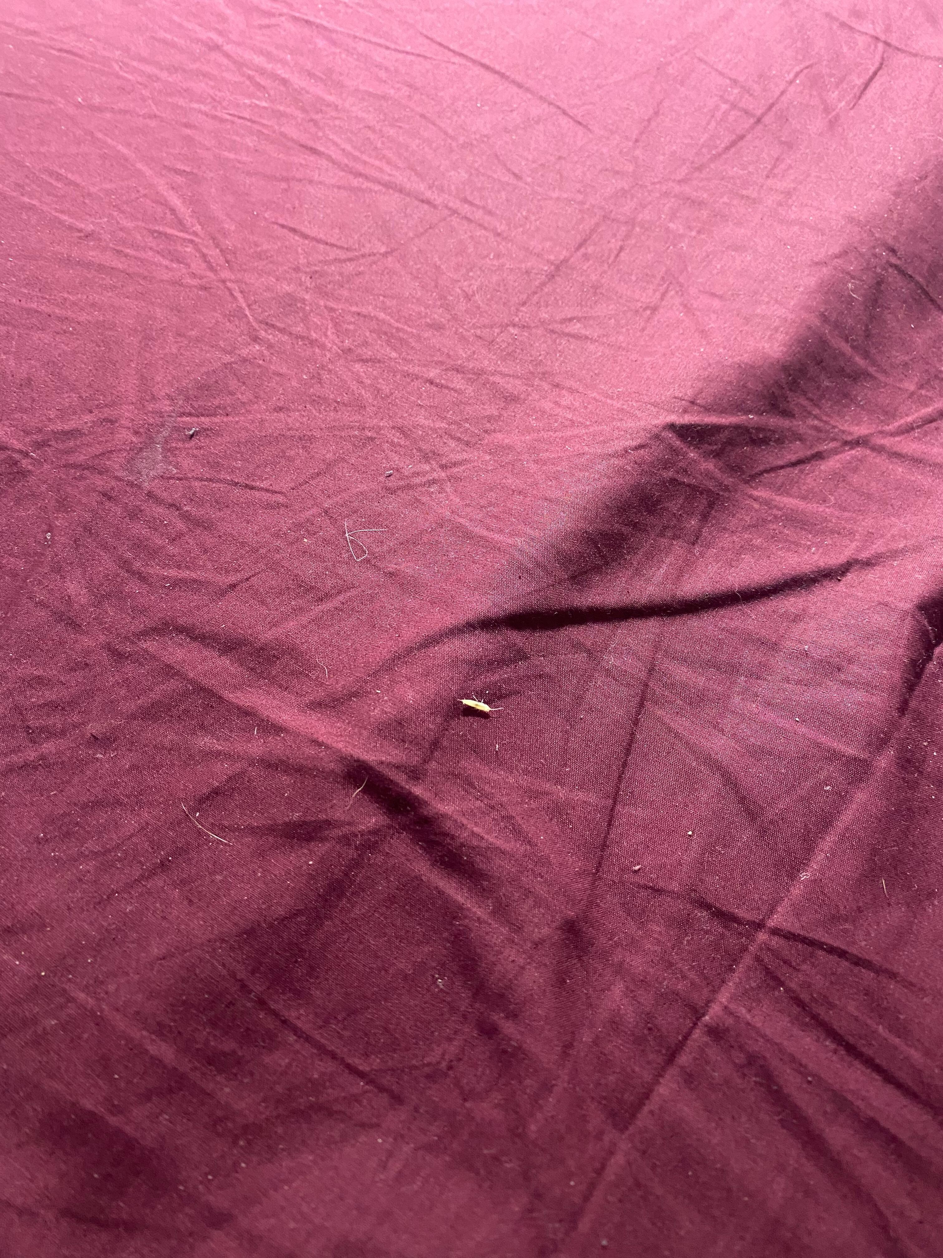 Small white bugs in bed sheets