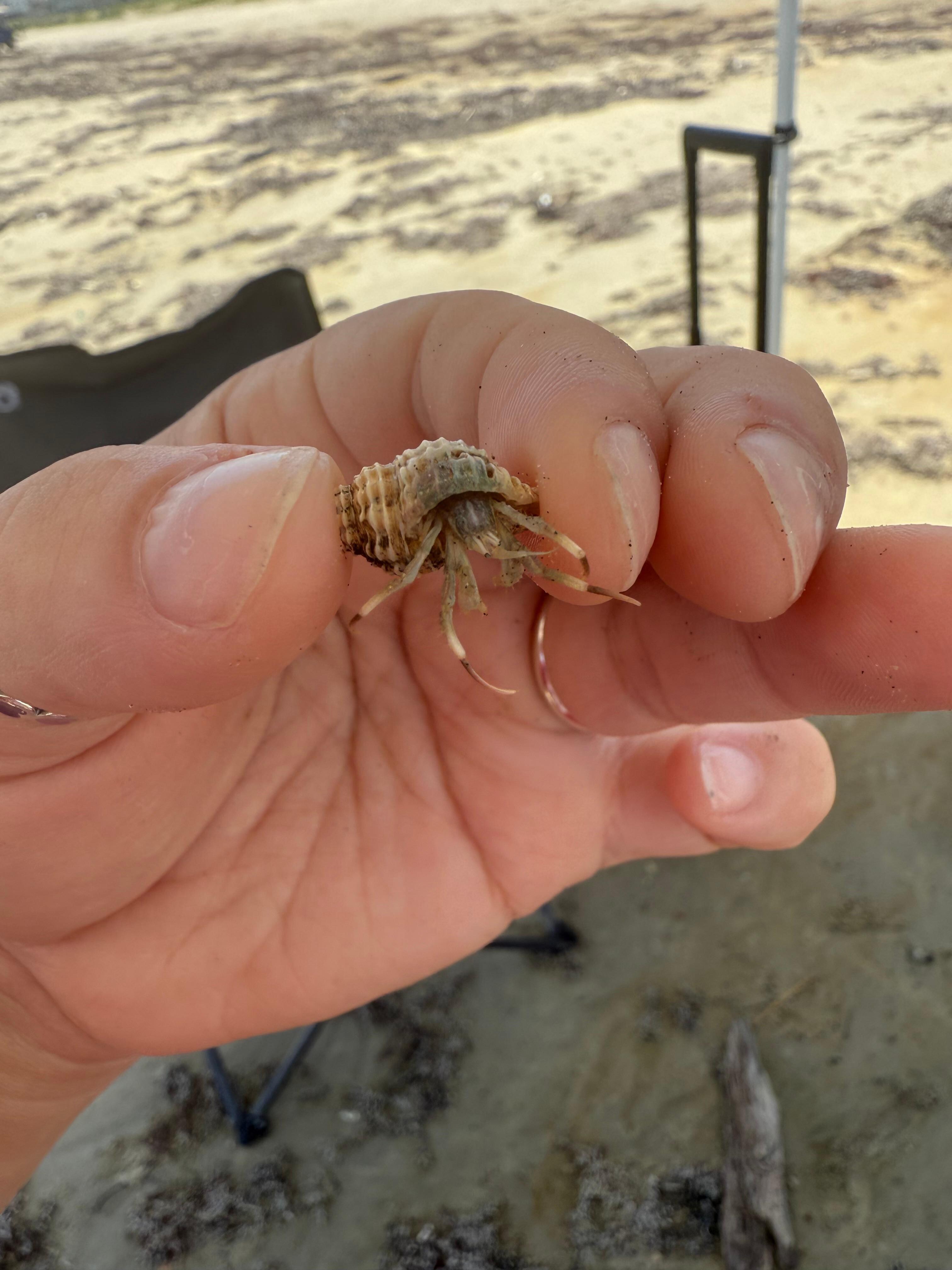 One of the hermit crabs we found in the sand while swimming.