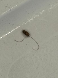 Turned shower on and found this on the floor