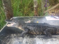 Swamp Tour