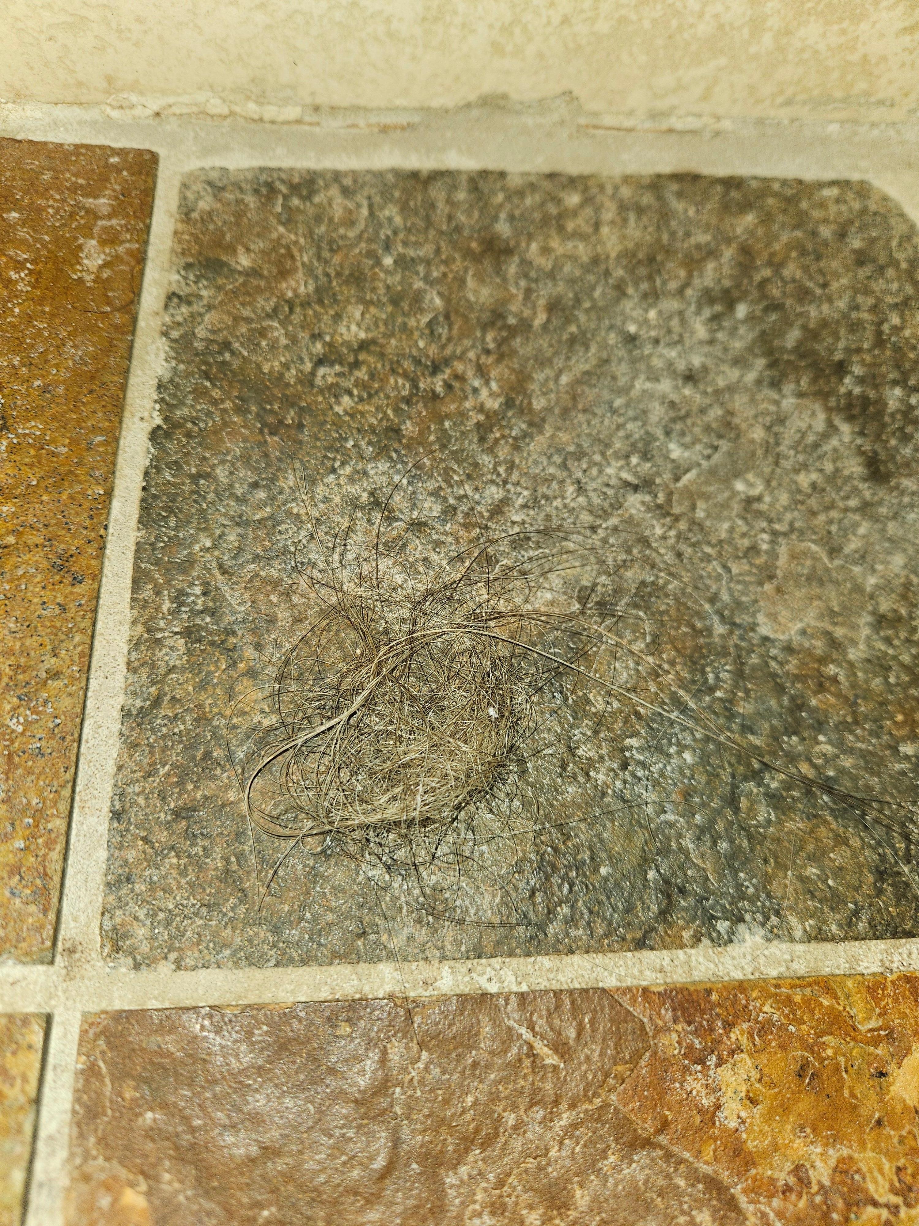 Our hairball roommate