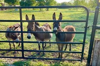 Hilarious miniature donkeys