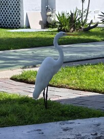 Had a visitor right outside my door.