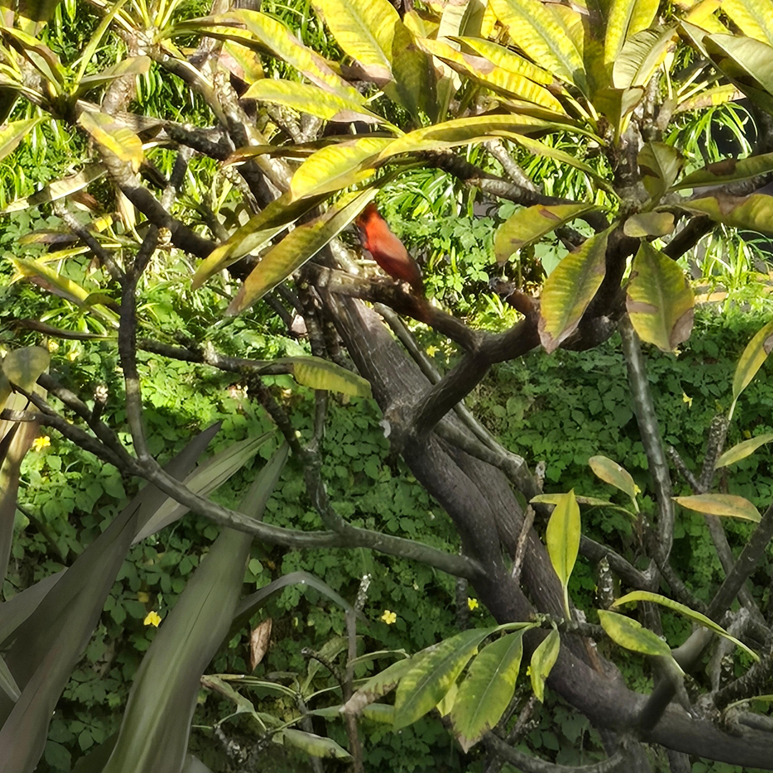 Wildlife! Mind the turkeys, cats, mongoose, and all the chickens!