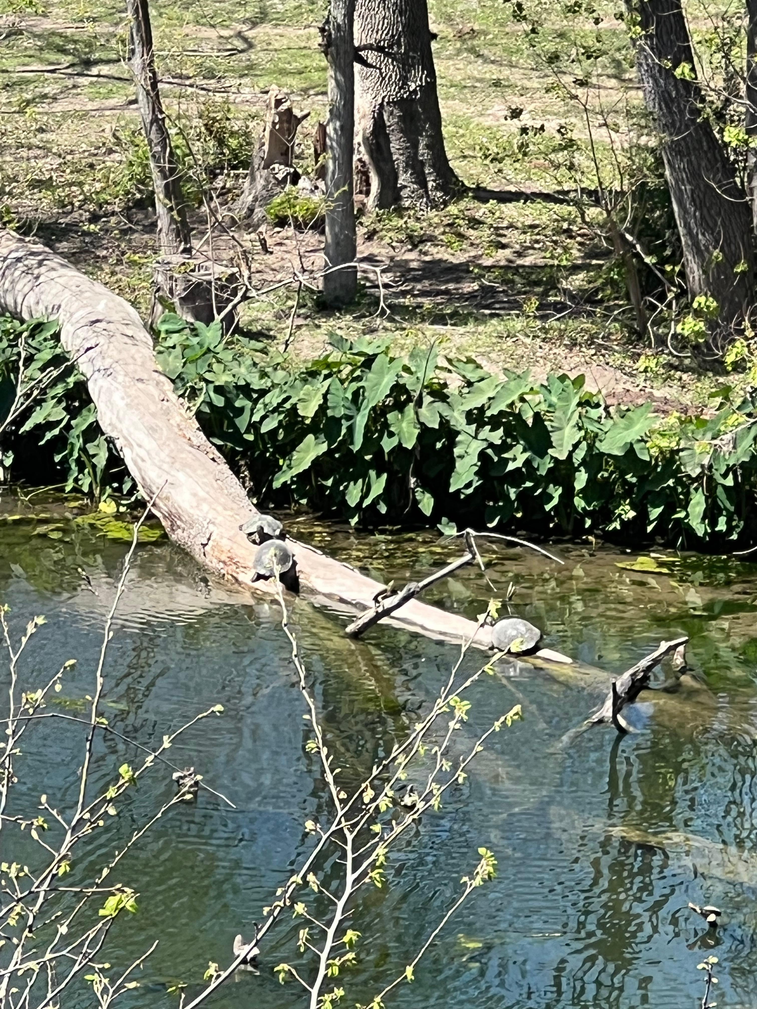 View of sunning turtles from our private balcony