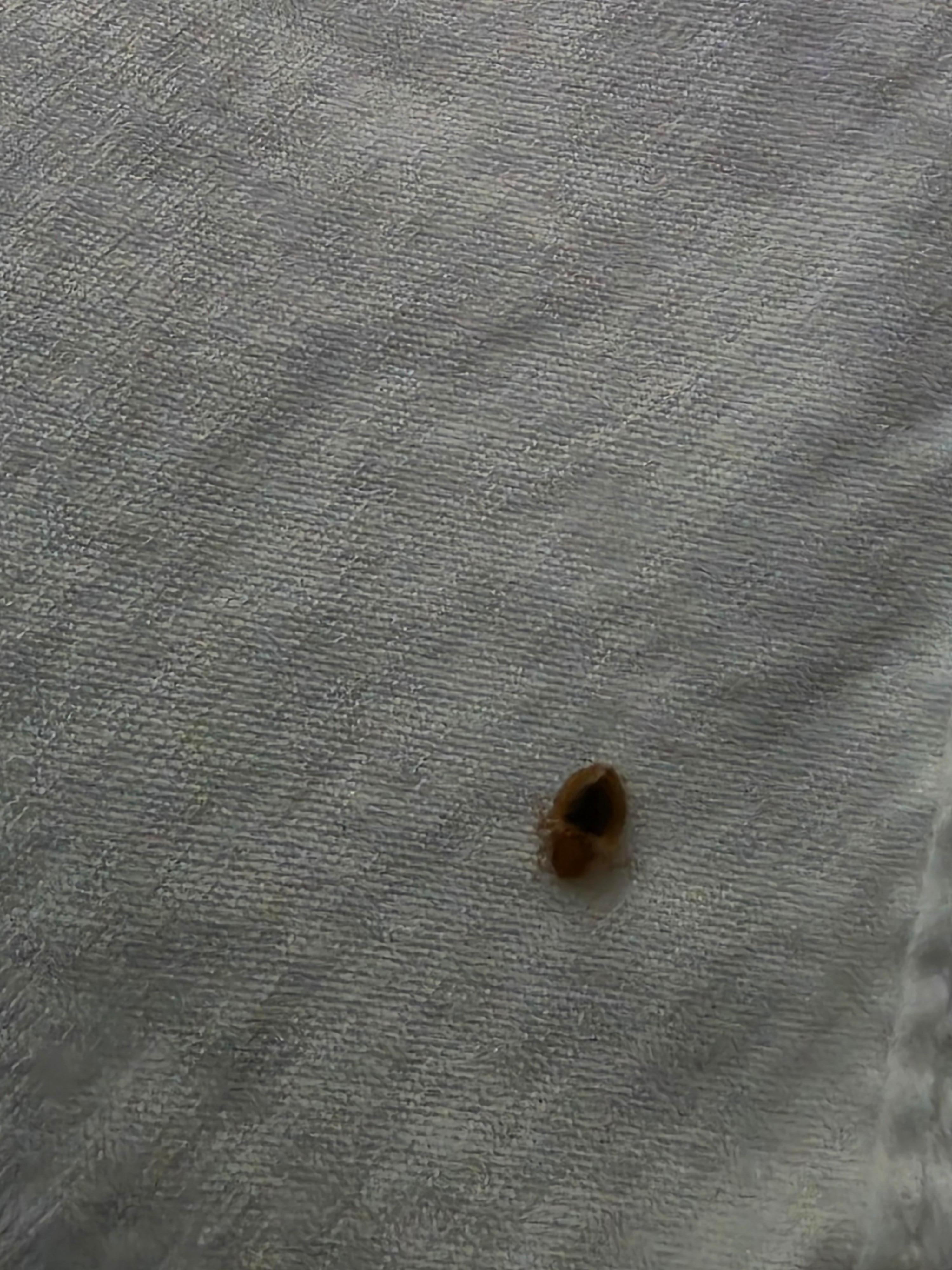 Close up. At 230 am I felt something in me. Jumped up. Turned in lights and pulled blankets back to see about 10 to 12 scatter. 