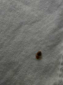 Close up. At 230 am I felt something in me. Jumped up. Turned in lights and pulled blankets back to see about 10 to 12 scatter.