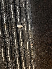 Fake nails in the carpet