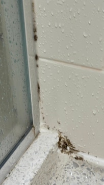Black mold, very visible!!