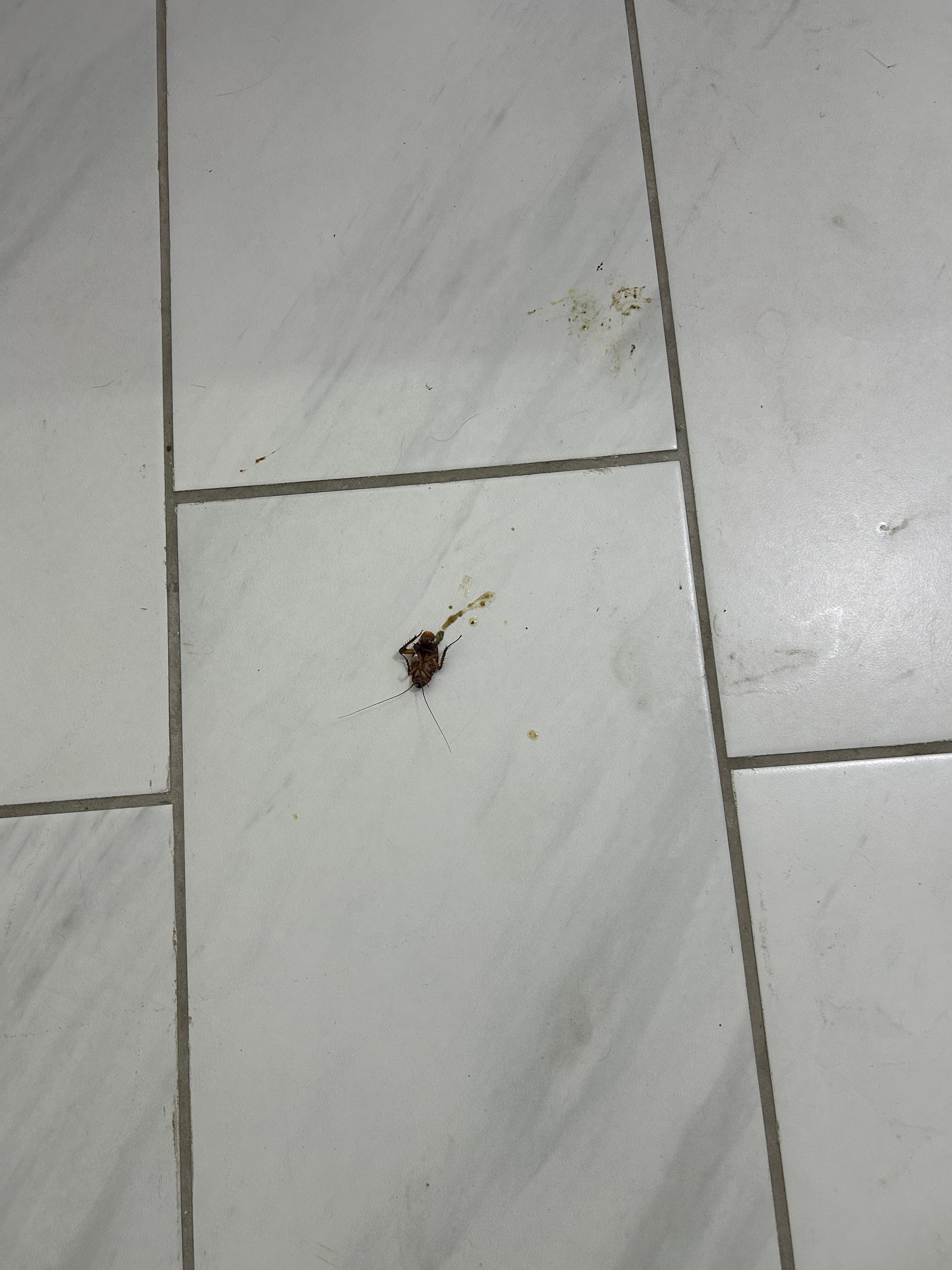 roach 
