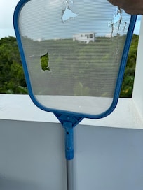 Homes in net to clean bugs put of the pool