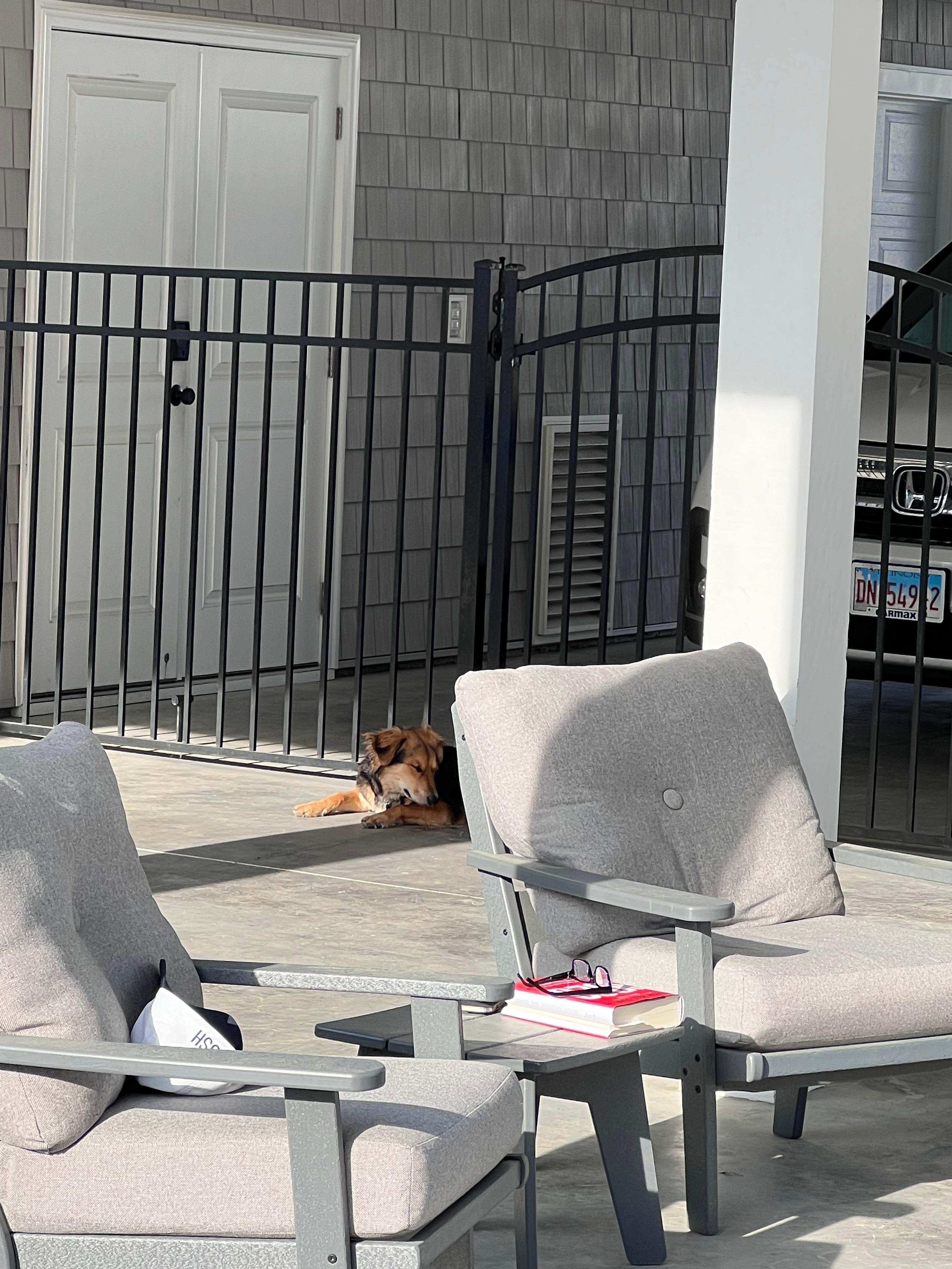 Our dog safely relaxing 