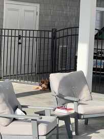 Our dog safely relaxing