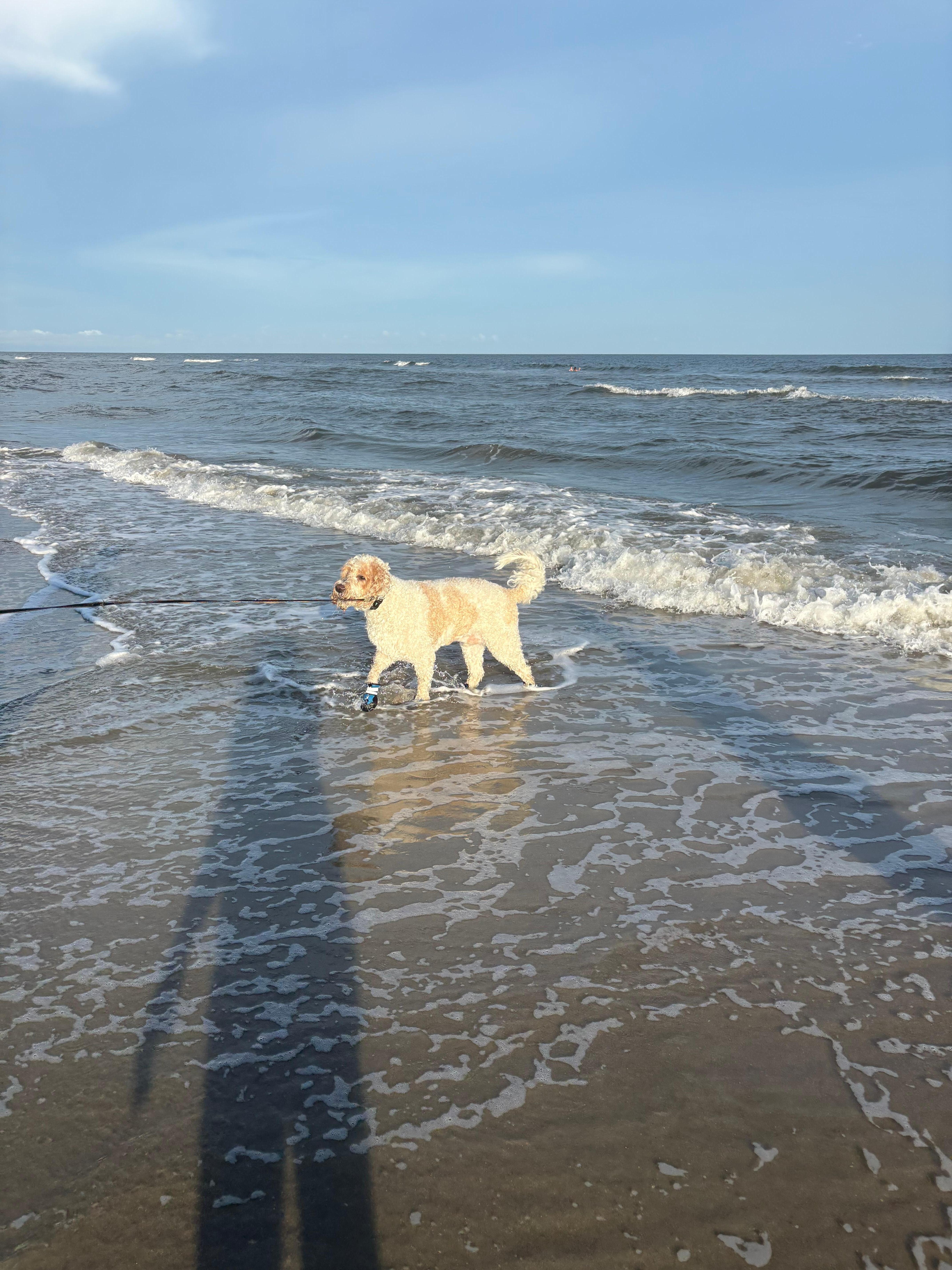 Dog enjoyed the vacation as much as we did!