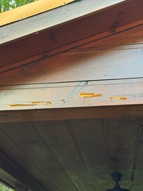 Carpenter bees eating the house
