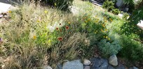 Front yard plantings
