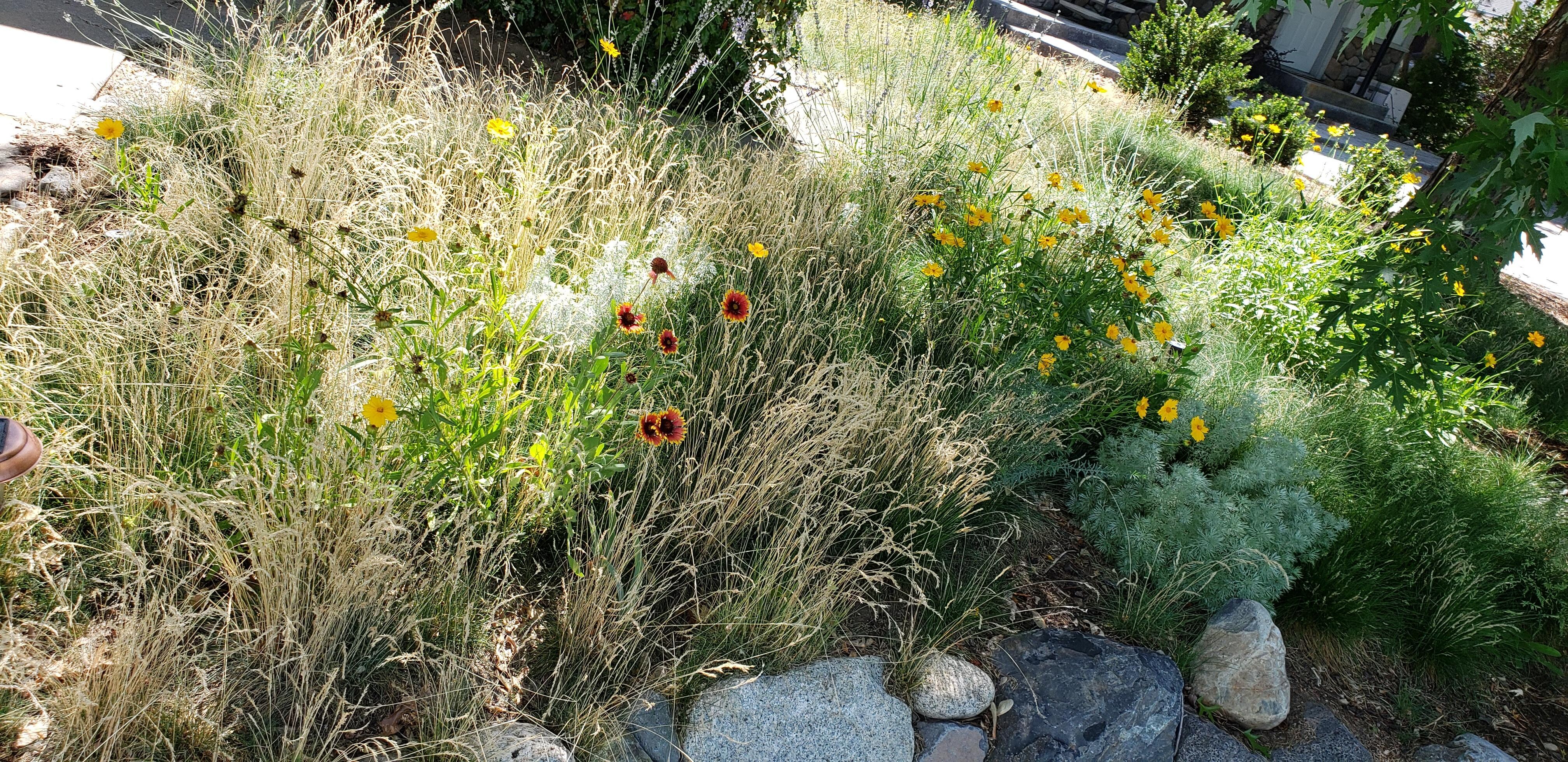 Front yard plantings 