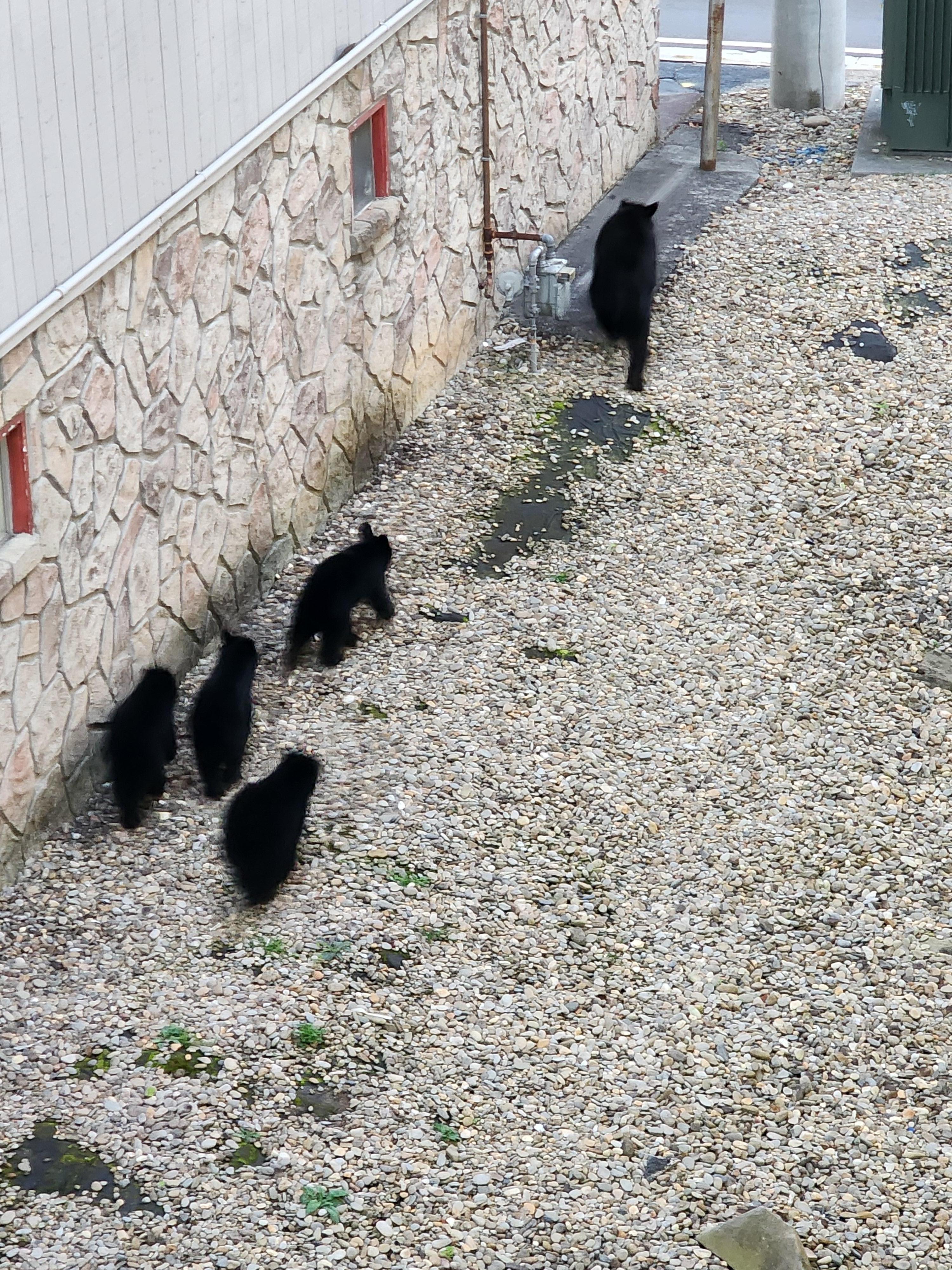 Bears behind hotel