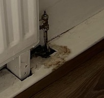 Mouldy baseboards