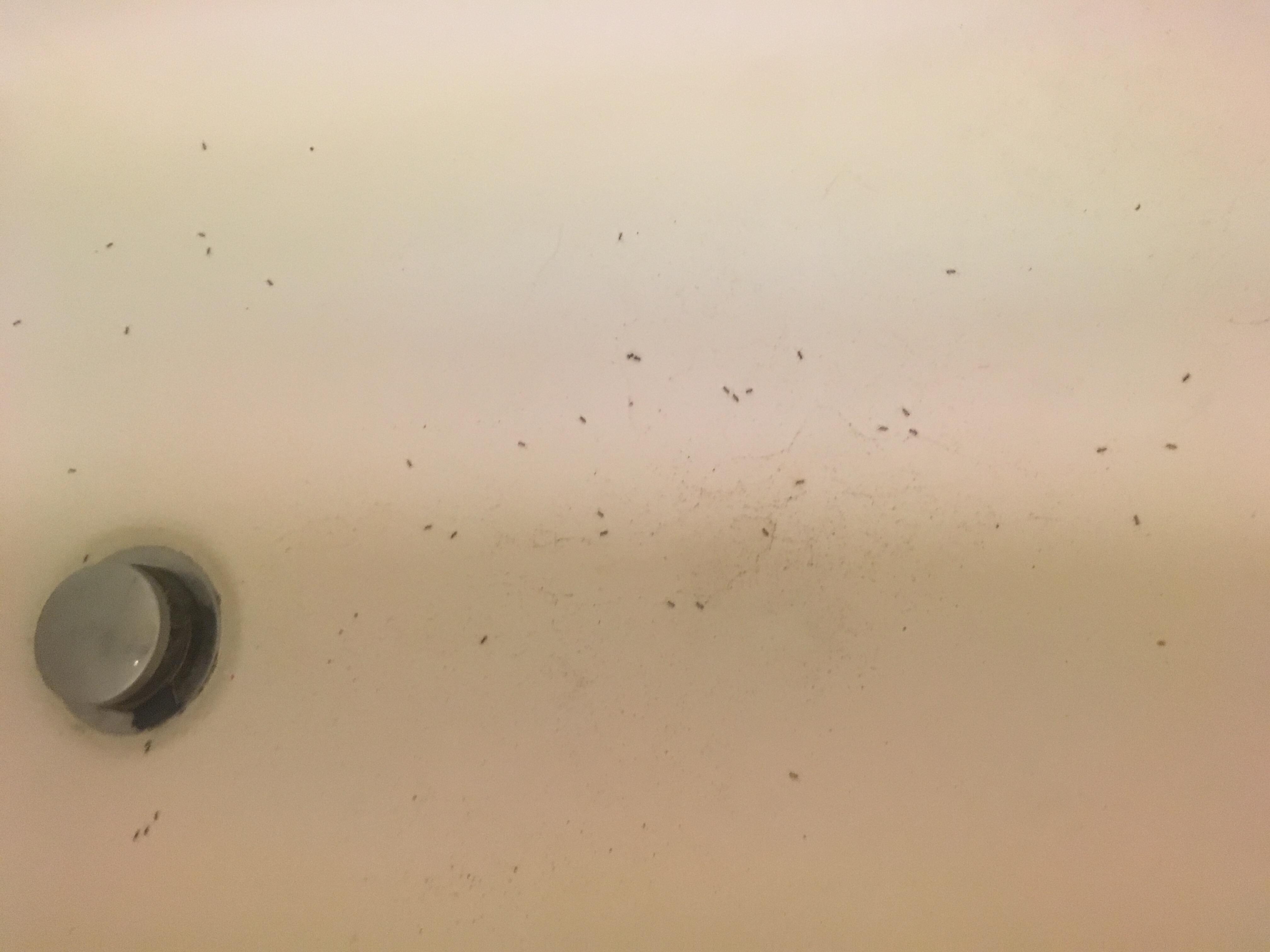 Ants in the beds