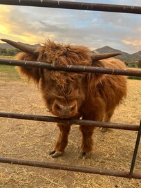 Ferdinand 😍