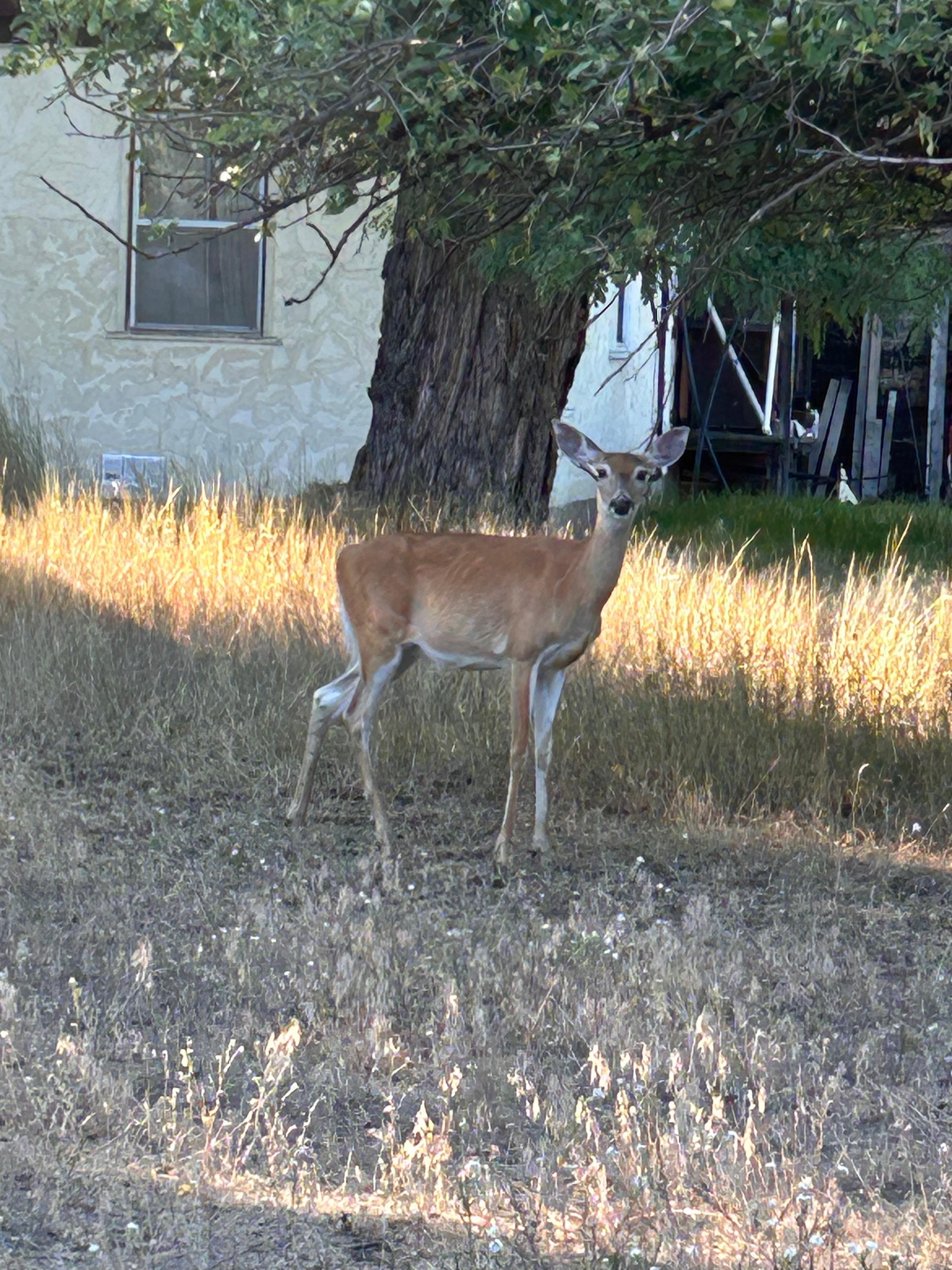 Deers in area 