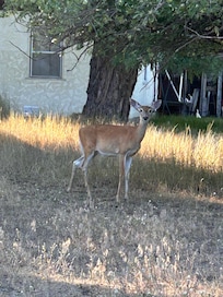 Deers in area