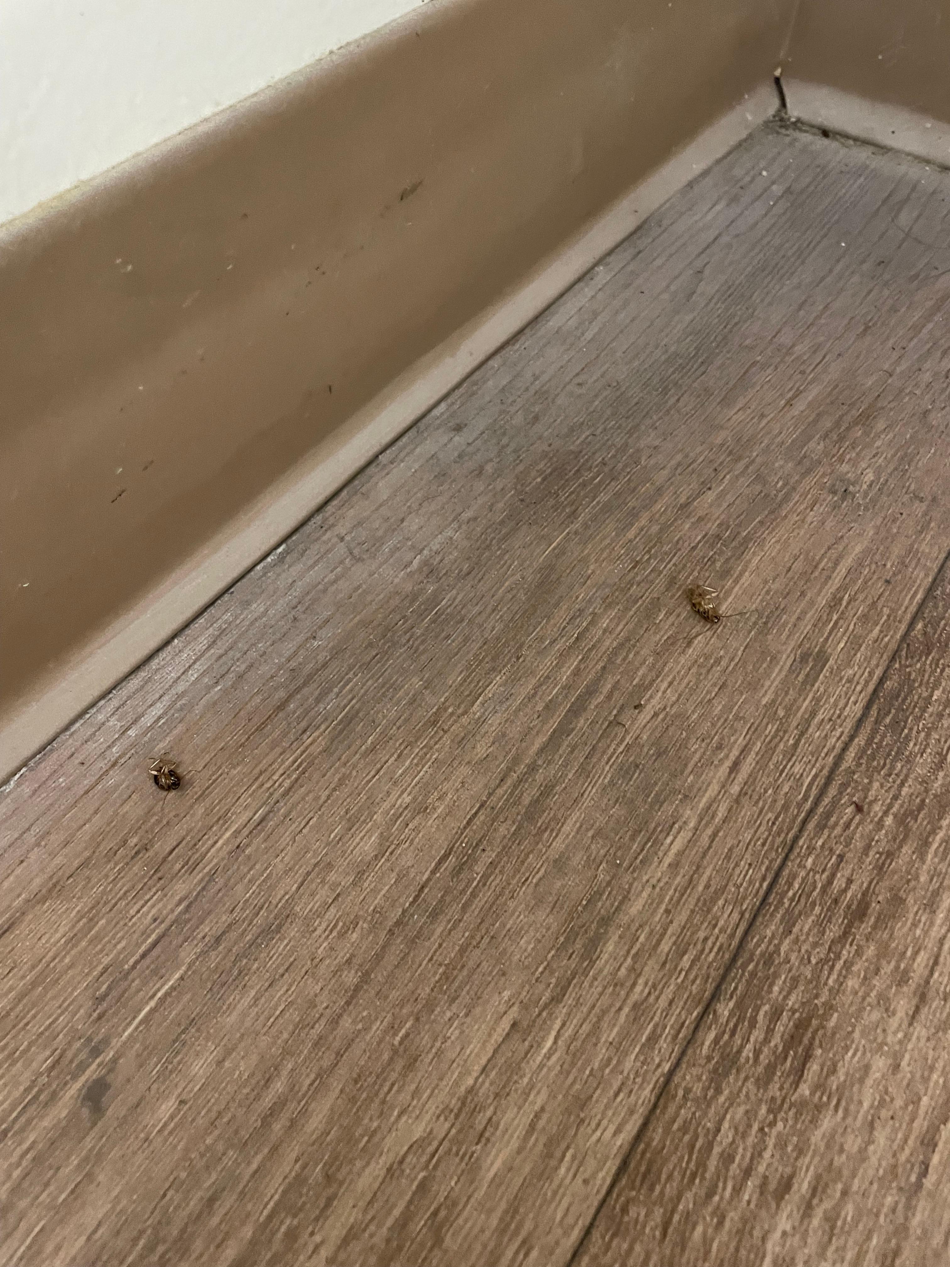 Cockroaches on the floor