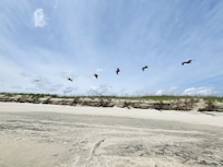 So many beautiful birds! 🕊️ Loved watching them!!