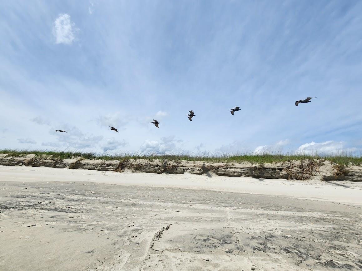 So many beautiful birds! 🕊️ Loved watching them!! 